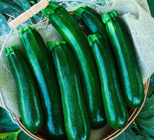 Squash Zucchini Skvorushka 